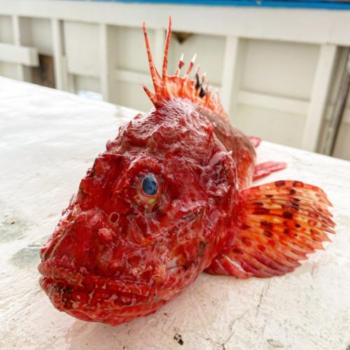Frisch gefangener Fisch im Golf von Asinara
