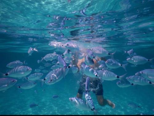 <p>Fisch im Golf von Asinara und klares Meer</p><p><br></p>