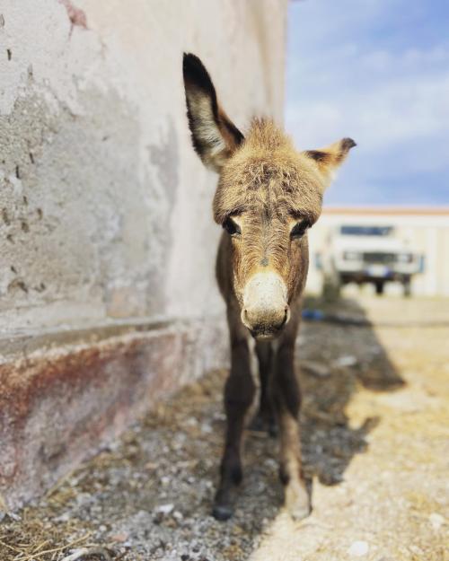 Donkey on the island of Asinara