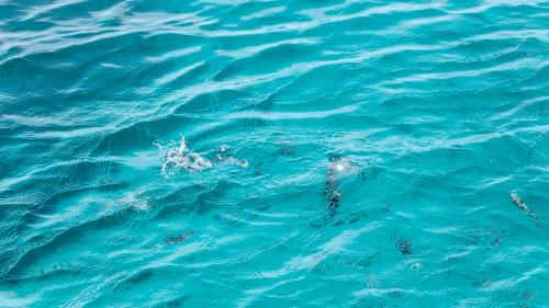 Fische fressen vor Asinara