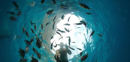 Snorkeling and fish in the seabed of the Gulf of Orosei