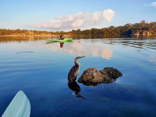 <p>Kajak Wanderer trifft einen Kormoran</p>
