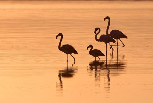 Flamingos bei Sonnenuntergang in der Gegend von Sant'Antioco