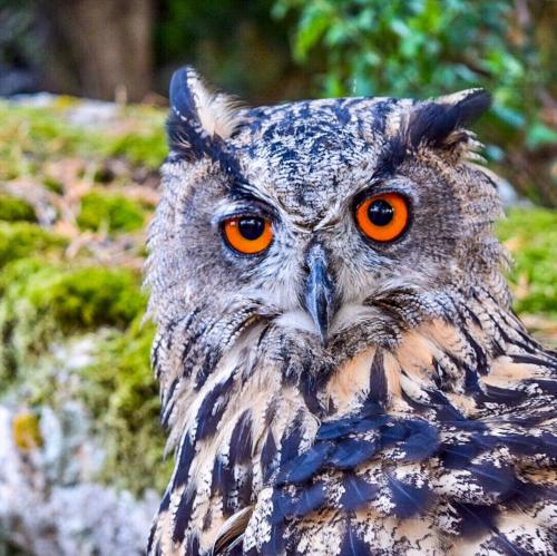 Close-up of a cute owl in Siliqua