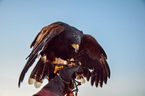 Hawk ready to take flight
