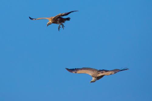 Zwei Greife fliegen am Himmel von Bosa