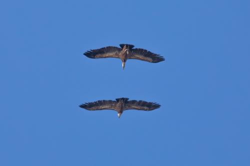 Griffins in the sky of Bosa with a wingspan of three meters
