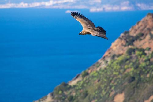 Flight of the great griffon vulture