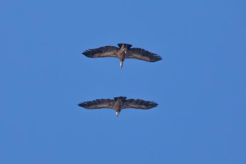Flight of two griffins over Bosa
