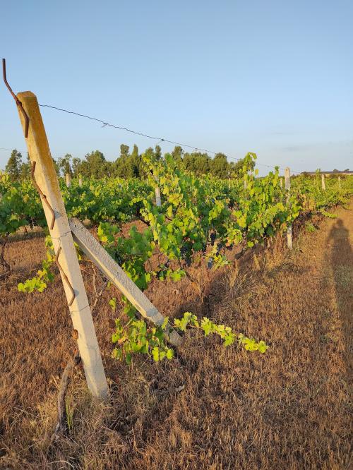 Rangées de raisins dans le vignoble