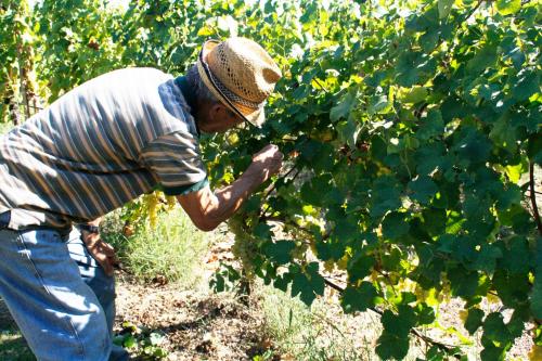 Harvesting of grapes in the vineyard