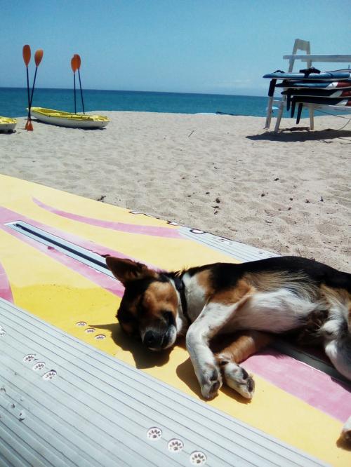 Hund in SUP am Strand in Osala