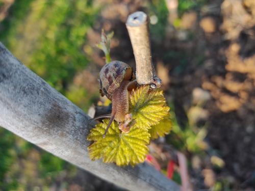 Escargot dans le vignoble