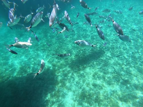 Pesci nel mare di Sardegna