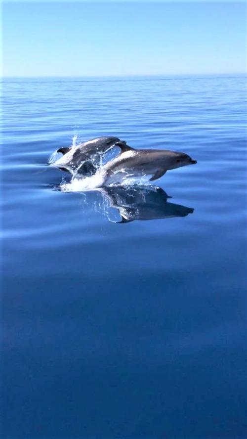 Delphine im Meer von Alghero