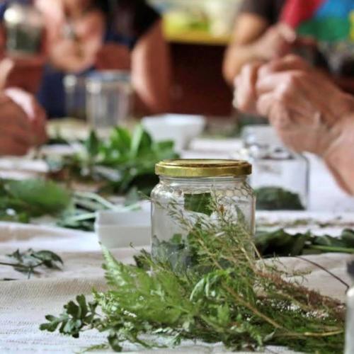 Harvesting traditional herbs on a farmhouse in Alghero
