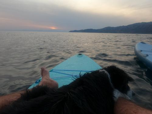 Cane sul SUP durante escursione 