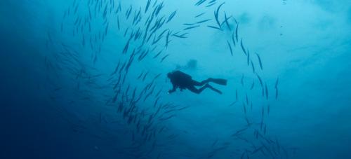 <p>Diving in the sea of Capo Carbonara and fish</p>