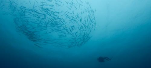 <p>Inmersión en el mar de Cabo Carbonara y peces</p>