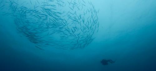 <p>Plongée dans la mer de Capo Carbonara et poissons</p>