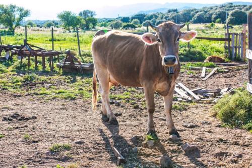 Mucca in un agriturismo a Dorgali