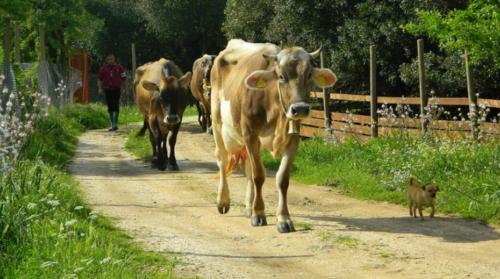 Mucche in un agriturismo a Dorgali