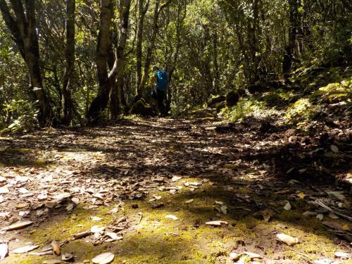 <p>Trekking-Ausflug im Wald von Marganai</p>