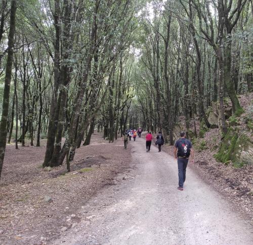 Guided walk in an holm oak wood