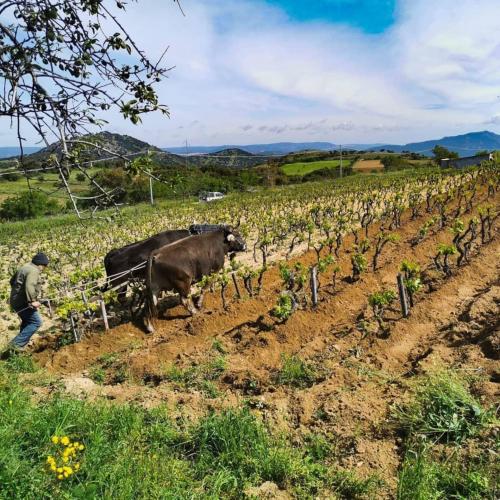 Travail traditionnel dans un vignoble à Mamoiada