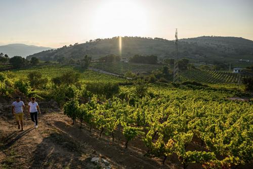 Viñedo en Mamoiada