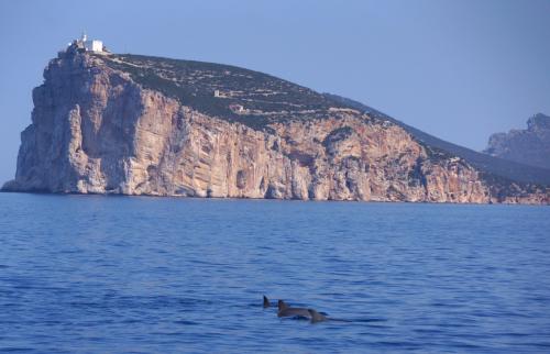 Dolphins in front of Capo Caccia