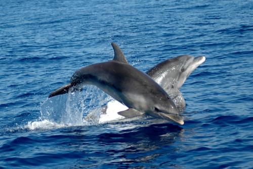 Delfine im Meer des Golfs von Alghero