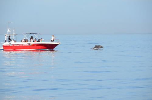 Avistamiento de delfines en el Área Marina Protegida del Cabo de Caza