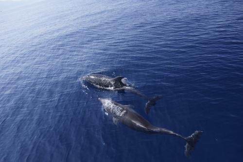 Delfine schwimmen im blauen Meer im Nordwesten Sardiniens