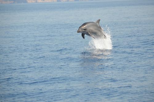 Delfín salta en el mar de Alghero