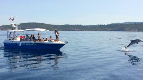 Excursionistas en barco a motor y avistamiento delfín que nada en el mar de Alghero