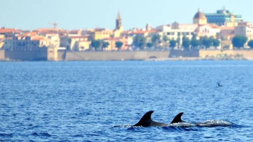 Delfine vor dem Golf von Alghero gesichtet 