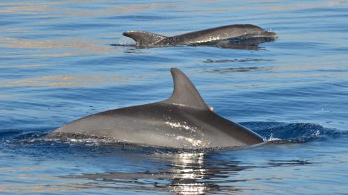 Delfine im Meer des Golfs von Alghero