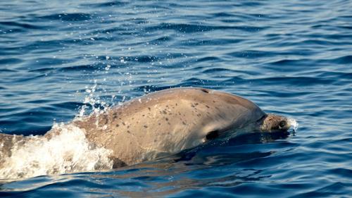 Delfine im Meer des Golfs von Alghero