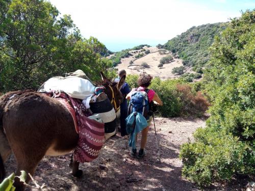 Excursionistas con burro sardo durante un recorrido