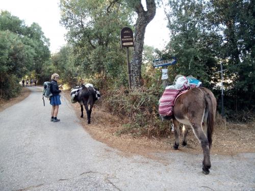 Hiker with Sardinian donkeys during 8-day coast coast tour