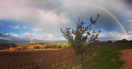 Weinberg in Mamoiada, wo Cannonau Wein produziert wird