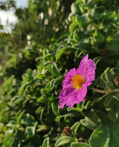 Nature du territoire d’Alghero pendant la randonnée guidée des deux tours