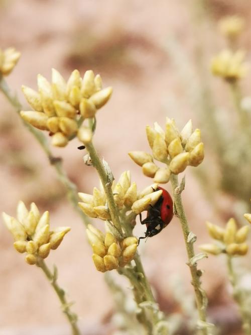 <p>Natur des Gebiets von Alghero während der geführten Trekking der beiden Türme</p><p><br></p>