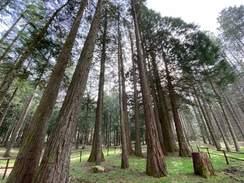 Regionalpark Monte Limbara und alte Bäume