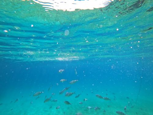 Meeresgründe mit Fischen im Golf von Alghero