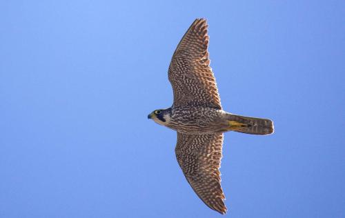Vogel im Golf von Alghero