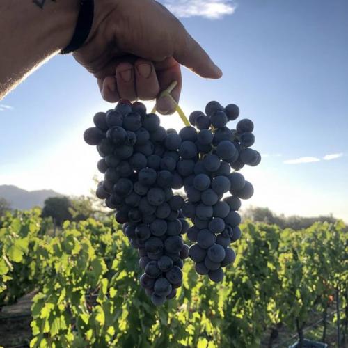 Uvas del viñedo en Gallura