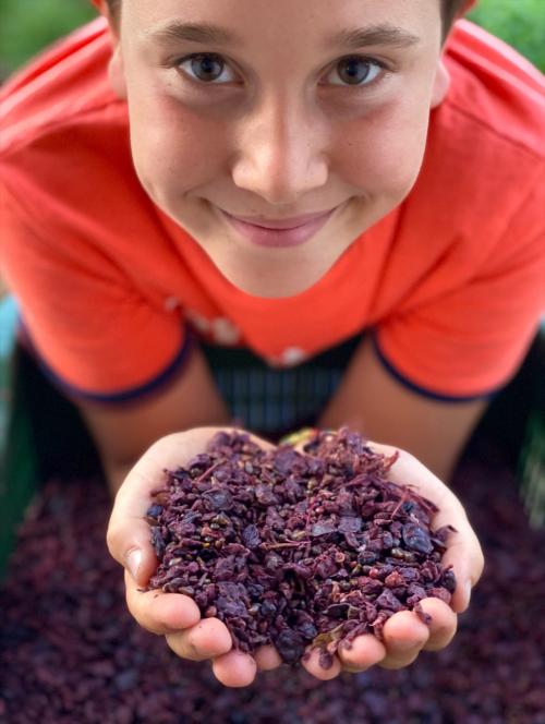 Bambino durante vendemmia 