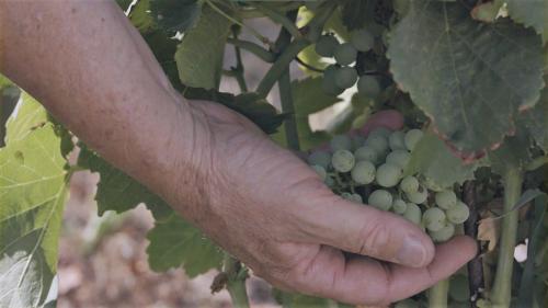 Grapes from the vineyard